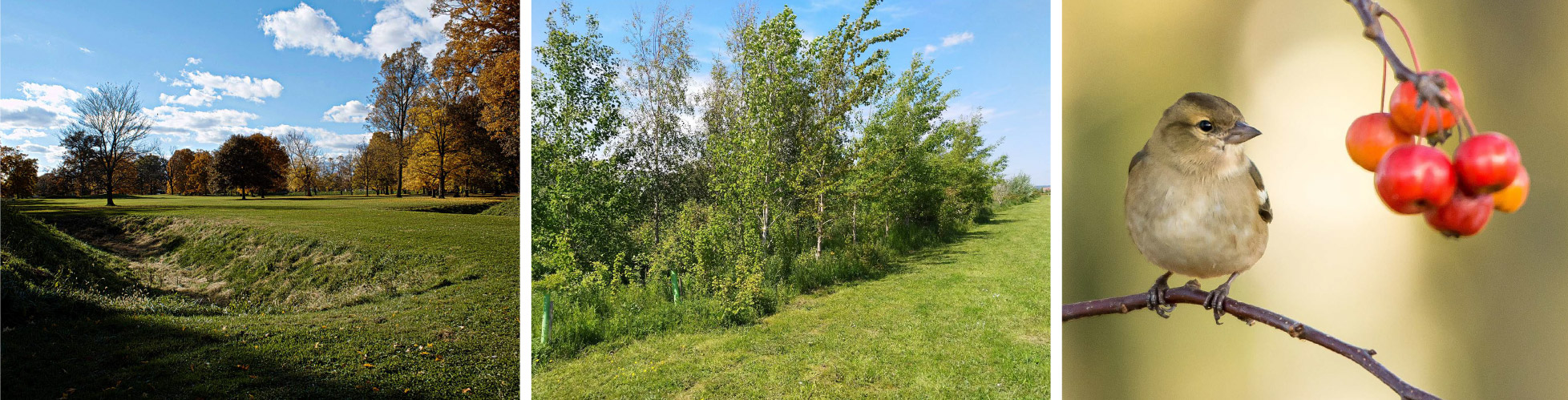 Dumpling Green, Dereham